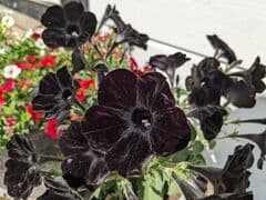 Goth Midsommar!