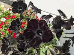 Goth Midsommar!